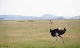 Un drôle de cadeau 🎁🤔