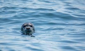 Devenir phoque : comment et pourquoi