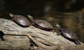 … Et à la fin, c&rsquo;est la tortue qui gagne 🐢🏆